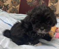 Zofia, a female Shih Tzu and Poodle - Toy  for sale in Wrightsville, GA – 3 of 9