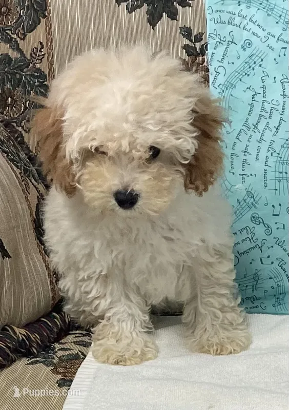 Mimi – Poodle - Toy  puppy for sale in Wrightsville, GA