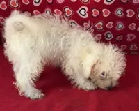 Tuan, a male Bichon Frise for sale in Wrightsville, GA – 5 of 10