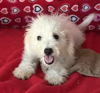 Tamaka, a female Bichon Frise for sale in Wrightsville, GA – 6 of 10