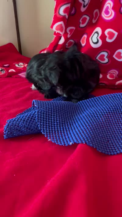 Jay, a male Shih Tzu for sale in Wrightsville, GA – 8 of 8