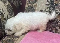 Tania, a female Bichon Frise for sale in Wrightsville, GA – 2 of 10