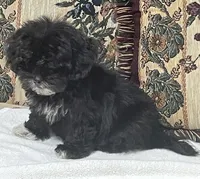 Zophia, a female Shih Tzu and Poodle - Toy  for sale in Wrightsville, GA – 5 of 8