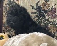 Mingo, a male Poodle - Toy  for sale in Wrightsville, GA – 6 of 10