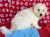 Dawson, a male Bichon Frise for sale in Wrightsville, GA – 9 of 10