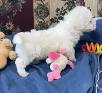 Milburn, a  Bichon Frise for sale in Wrightsville, GA – 5 of 10