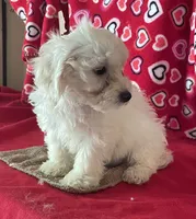Charlotte, a female Bichon Frise and Shihpoo for sale in Wrightsville, GA – 4 of 9