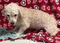 Rafael, a male Poodle - Toy  for sale in Wrightsville, GA – Photo 7 of 7