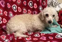 Rafael, a male Poodle - Toy  for sale in Wrightsville, GA – Photo 3 of 7