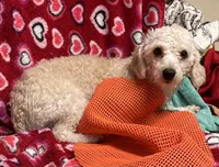 Rafael, a male Poodle - Toy  for sale in Wrightsville, GA – Photo 5 of 7