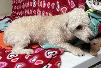 Rafael, a male Poodle - Toy  for sale in Wrightsville, GA – Photo 4 of 7