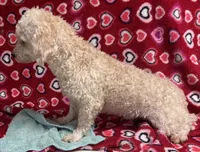 Rafael, a male Poodle - Toy  for sale in Wrightsville, GA – Photo 6 of 7