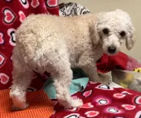 Rafael, a male Poodle - Toy  for sale in Wrightsville, GA – Photo 2 of 7