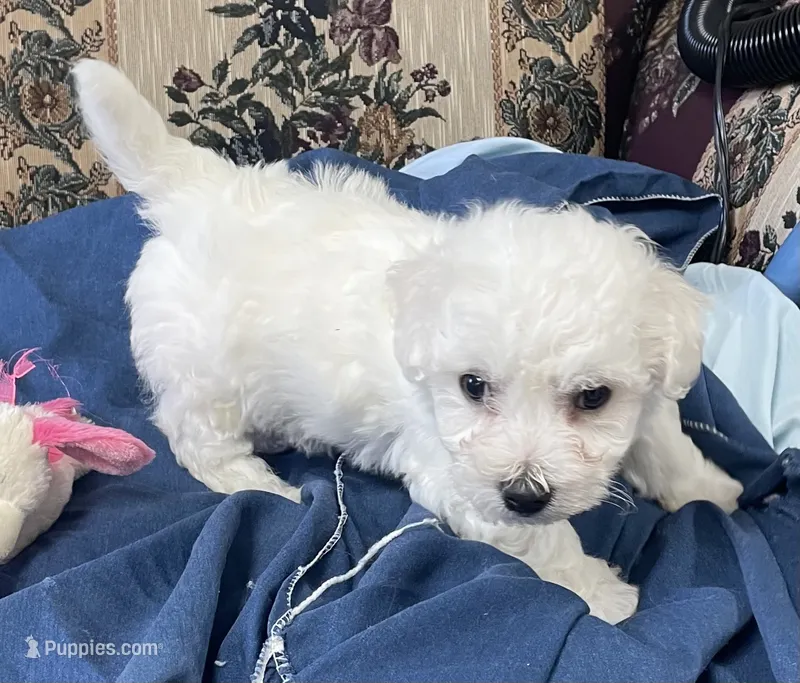 Milburn – Bichon Frise puppy for sale in Wrightsville, GA