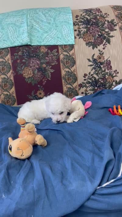 Milburn, a  Bichon Frise for sale in Wrightsville, GA – 9 of 10