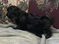 Zelfa, a female Shih Tzu and Poodle - Toy  for sale in Wrightsville, GA – 7 of 10