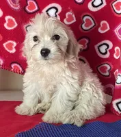 Camila, a female Bichon Frise and Shihpoo for sale in Wrightsville, GA – 4 of 9