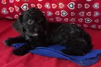 Zuma, a female Shih Tzu and Poodle - Toy  for sale in Wrightsville, GA – 8 of 10