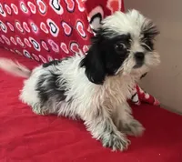 Elisha, a male Shih Tzu for sale in Wrightsville, GA – 5 of 10