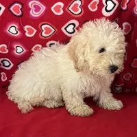 Snow, a male Poodle - Toy  and Bichpoo for sale in Wrightsville, GA – 4 of 10