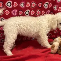 Princess, a female Bichon Frise for sale in Wrightsville, GA – Photo 2 of 10