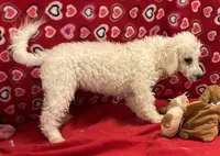 processed/39a05c3e-d350-4b4a-aad4-68ce86c8a148/listing/b066c165-05eb-45c7-8922-3f21a2b0440a/3126932c-0d4a-4d66-bd0e-5c3ad98c91a2