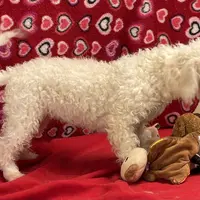 Princess, a female Bichon Frise for sale in Wrightsville, GA – Photo 8 of 10