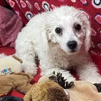 Princess, a female Bichon Frise for sale in Wrightsville, GA – Photo 4 of 10