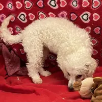 Princess, a female Bichon Frise for sale in Wrightsville, GA – Photo 7 of 10