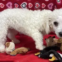 Princess, a female Bichon Frise for sale in Wrightsville, GA – Photo 10 of 10