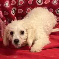 Princess, a female Bichon Frise for sale in Wrightsville, GA – Photo 3 of 10