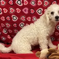 Princess, a female Bichon Frise for sale in Wrightsville, GA – Photo 9 of 10