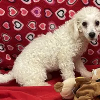 Princess, a female Bichon Frise for sale in Wrightsville, GA – Photo 6 of 10