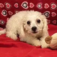 Princess, a female Bichon Frise for sale in Wrightsville, GA – Photo 1 of 10