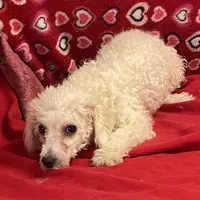Princess, a female Bichon Frise for sale in Wrightsville, GA – Photo 5 of 10
