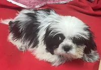 Eunice, a female Shih Tzu for sale in Wrightsville, GA – 5 of 10