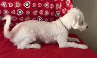 Dawson, a male Bichon Frise for sale in Wrightsville, GA – 8 of 10