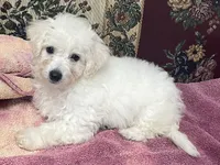 Daniel, a male Bichon Frise for sale in Wrightsville, GA – 8 of 10