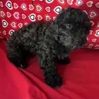 Chita, a female Bichon Frise and Shihpoo for sale in Wrightsville, GA – 7 of 10