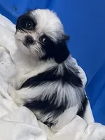 Essie, a female Shih Tzu for sale in Wrightsville, GA – 6 of 10