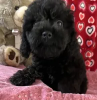 Idra, a female Poodle - Toy  for sale in Wrightsville, GA – 10 of 10