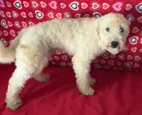 Padget, a male Bichon Frise for sale in Wrightsville, GA – 4 of 10