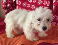 Claire, a female Bichon Frise and Shihpoo for sale in Wrightsville, GA – 6 of 8