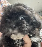 Zofia, a female Shih Tzu and Poodle - Toy  for sale in Wrightsville, GA – 8 of 9