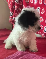 Carter, a male Bichon Frise and Shihpoo for sale in Wrightsville, GA – 7 of 8