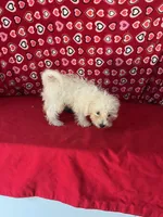 Tuan, a male Bichon Frise for sale in Wrightsville, GA – 8 of 8