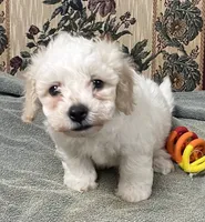 Dawson, a male Bichon Frise for sale in Wrightsville, GA – 1 of 10