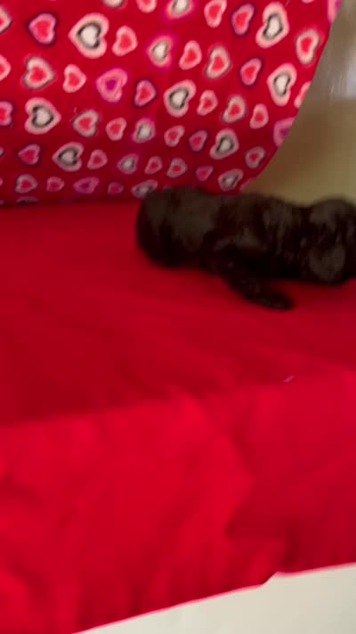 Wilona, a female Poodle - Toy  for sale in Wrightsville, GA – 5 of 7