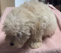 Stormy, a male Poodle - Toy  and Bichpoo for sale in Wrightsville, GA – 7 of 10