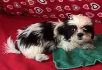 Eunice, a female Shih Tzu for sale in Wrightsville, GA – 2 of 10